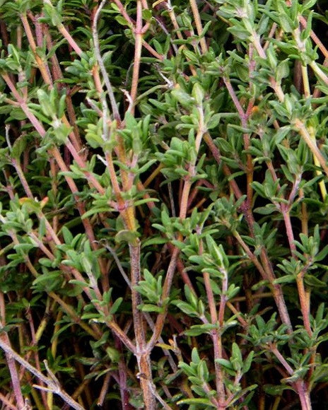 Herbaceous Bridal Bouquets | Examples