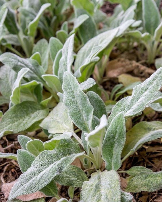 Herbaceous Bridal Bouquets | Examples