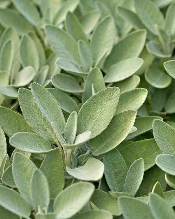 Herbaceous Bridal Bouquets | Examples