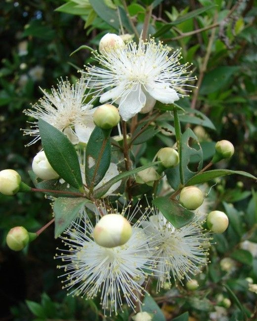 Herbaceous Bridal Bouquets | Examples