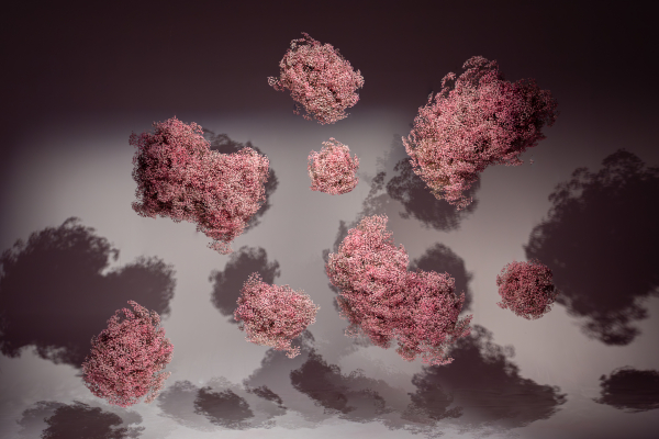 Florists Halcyon Halcyon