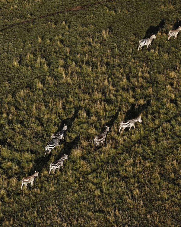 14 Luxury African Safari Lodges & Resorts for an Unforgettable Honeymoon