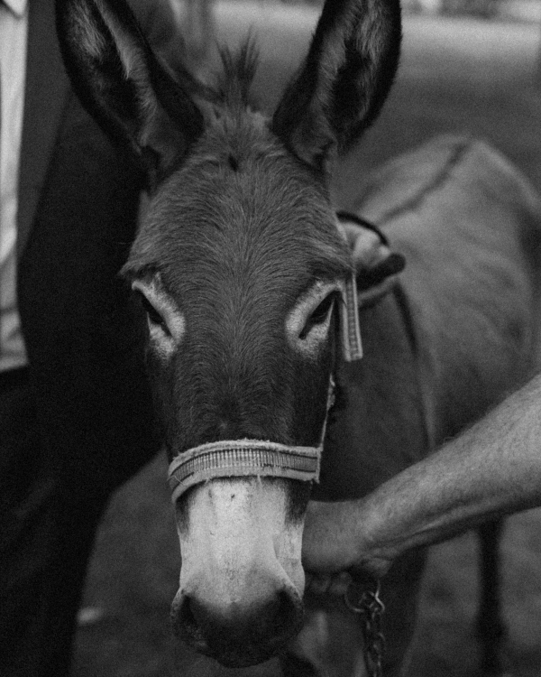 A Lush Fusion of Nature and Elegance in the Heart of the Lebanese Countryside