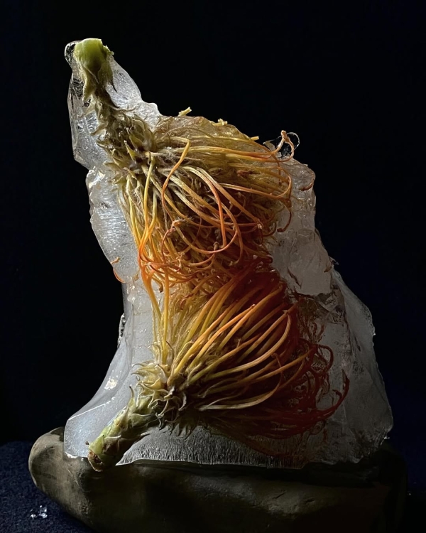 Trend: Frozen Florals