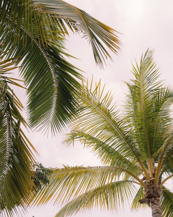 A Dual-Ceremony Wedding Weekend Where Indian Tradition Meets the Spirit of Hawaii