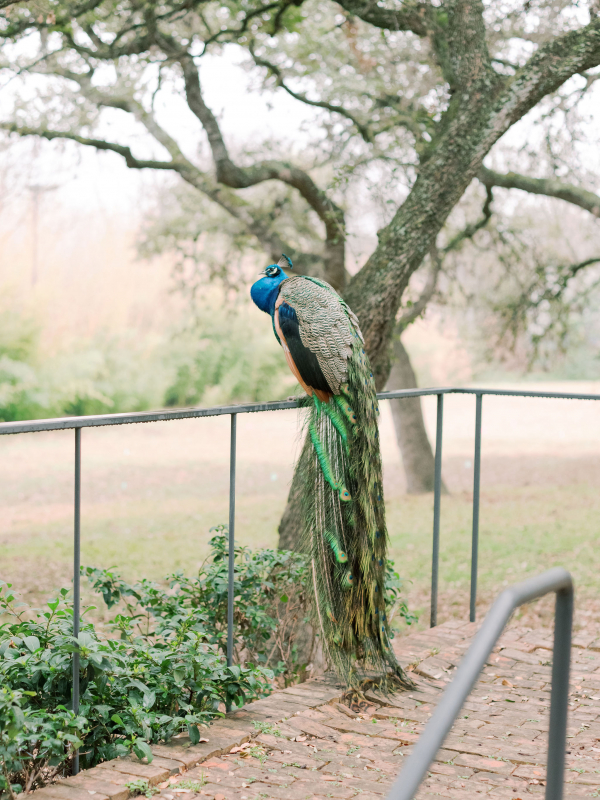 Planners Wild Sky Events