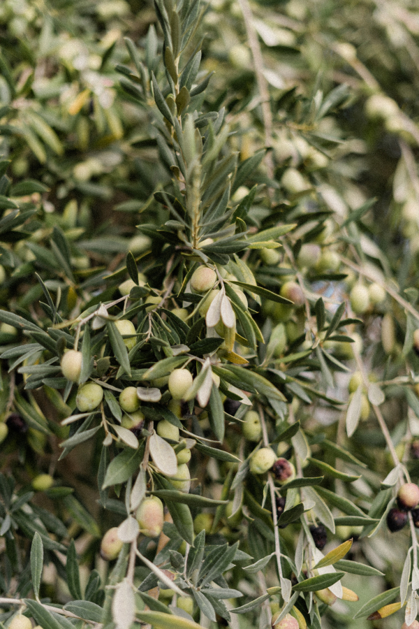 Venues São Lourenço do Barrocal