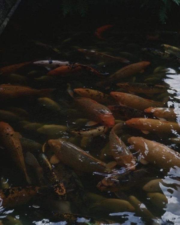 9 Must-Visit Places on Your Hawaiian Honeymoon