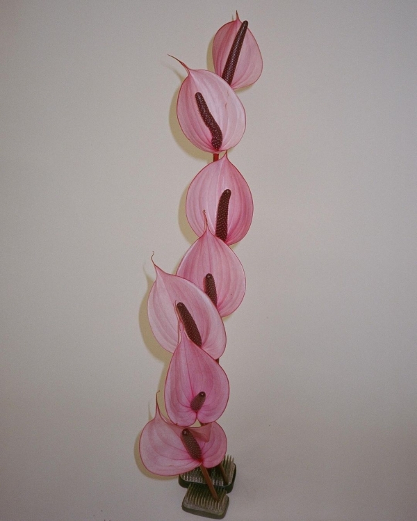 Blush Pink Bridal Shower