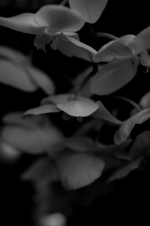 Photographers Gradisca Portento