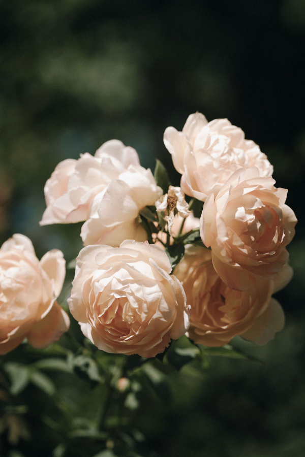 Photographers Marine Arborio