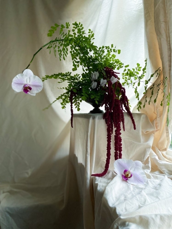 Florists Phosphorus Botanical