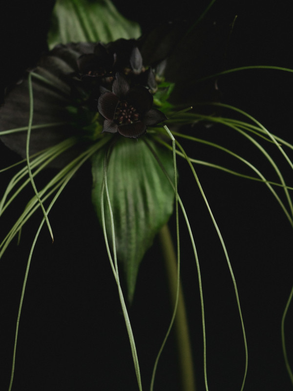 Elegance Meets Modern Edge