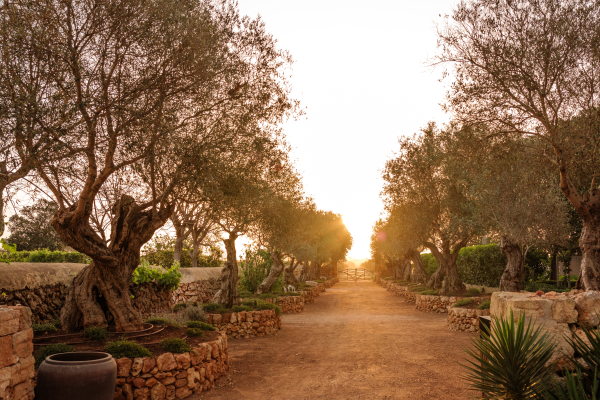 Venues Vestige Son Vell