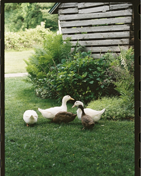 A Romantic Garden Wedding with Whimsical Foraged Blooms & Berries