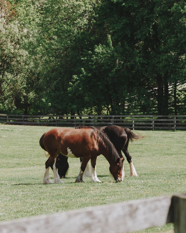 10 Best Wedding Venues in Northern Virginia | The Most Beautiful Places to Get Married | TOP of the Winerys & Outdoor Locations