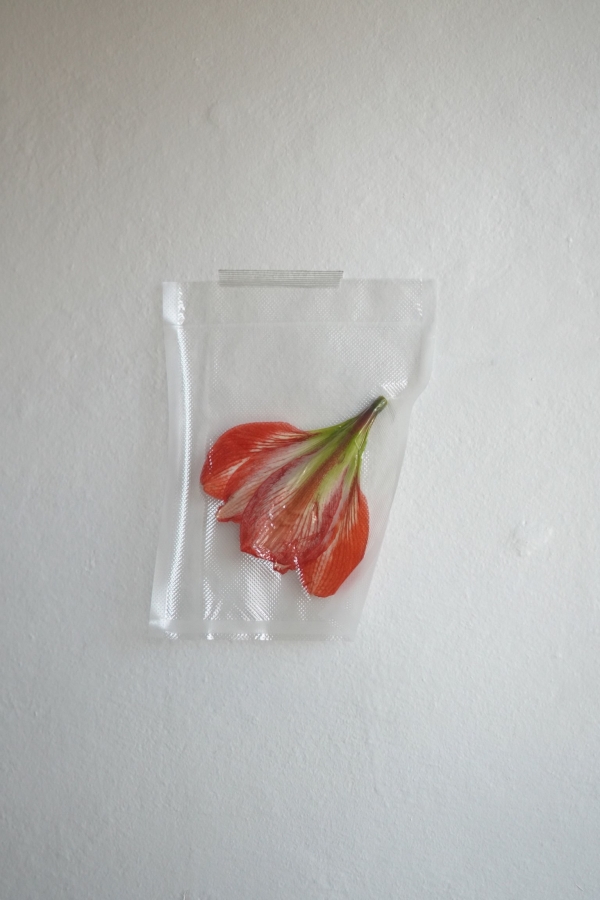 Florists Botanicals By B