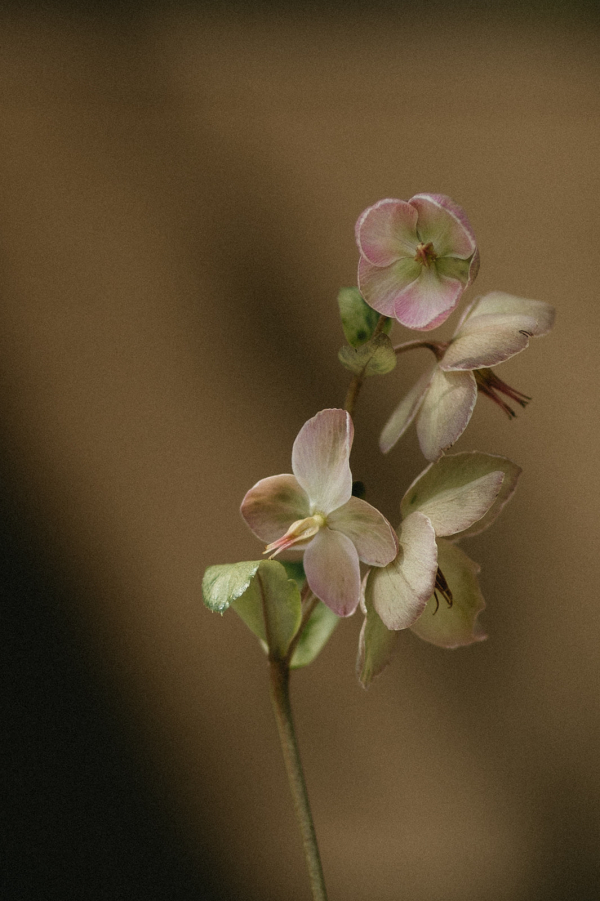 Photographers Catherine Goce