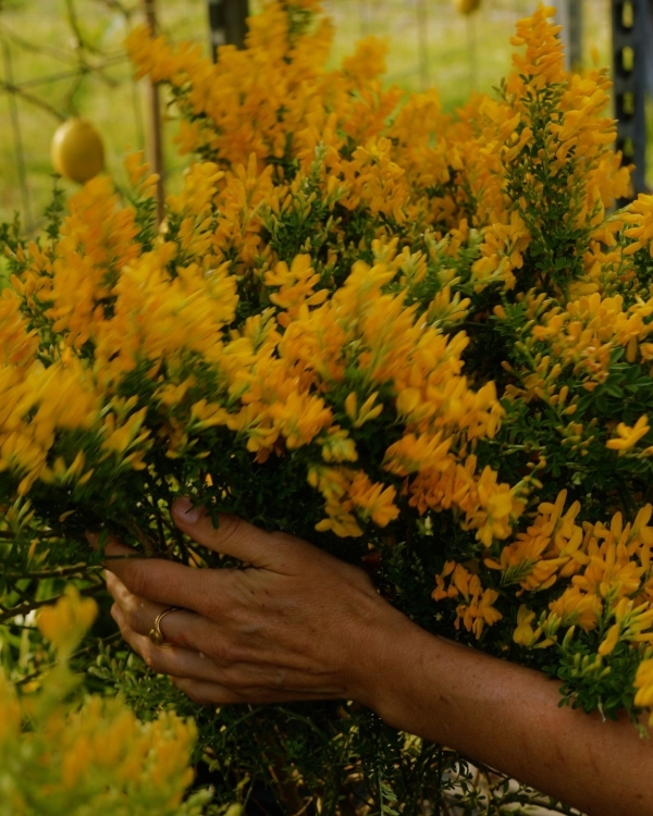 In Conversation: Carolina Spencer