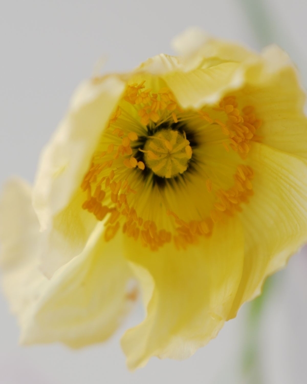 In Conversation: Carolina Spencer