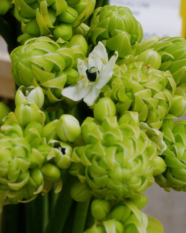 In Conversation: Carolina Spencer