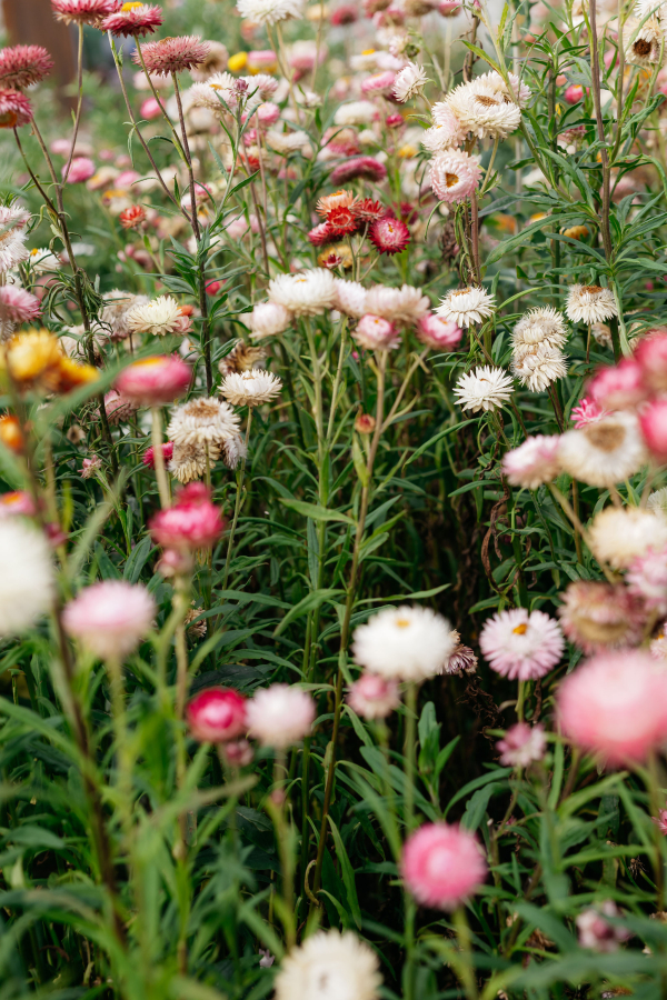 Photographers Ali Bailey