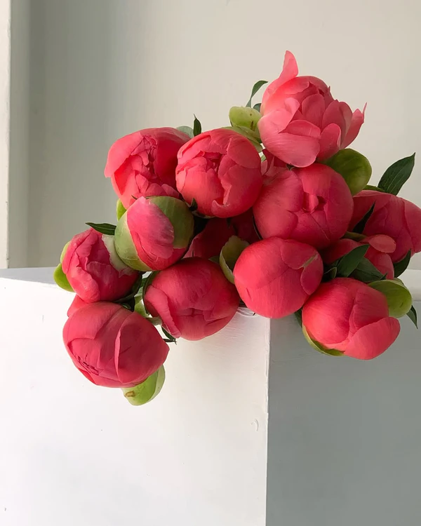 <a href="https://www.instagram.com/p/DWv6TXzkXtF/?img_index=1">Suave Flower</a>