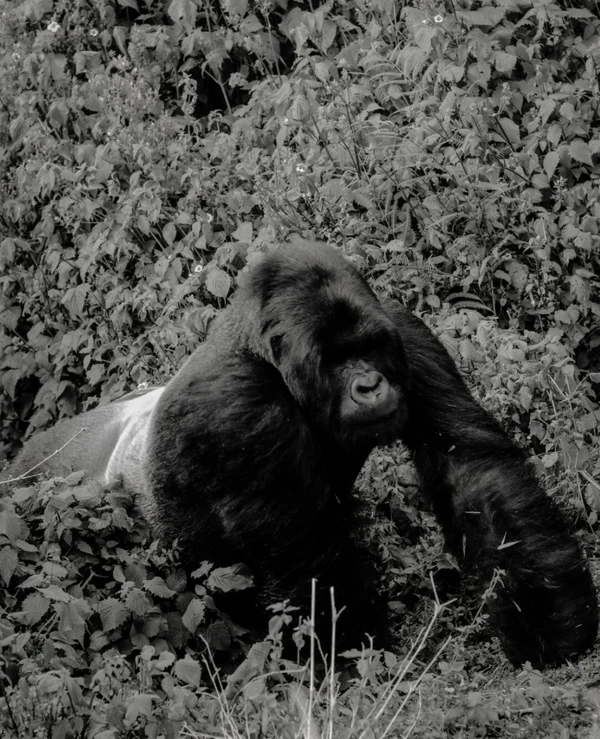 <a href="https://www.instagram.com/p/DSr_eT_Ejs5/">One&Only Gorilla's Nest</a>