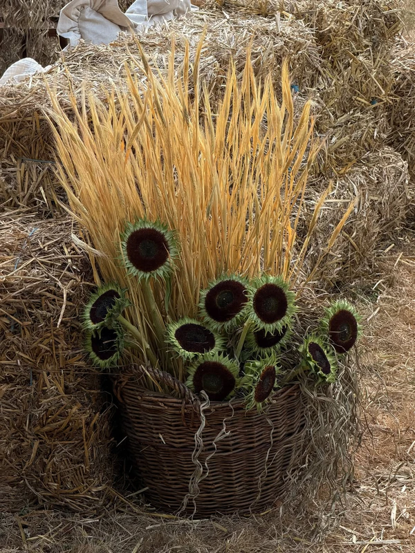 <a href="https://www.instagram.com/p/DblPWQljSpa/?img_index=1">Mutabor Flower Service</a> 