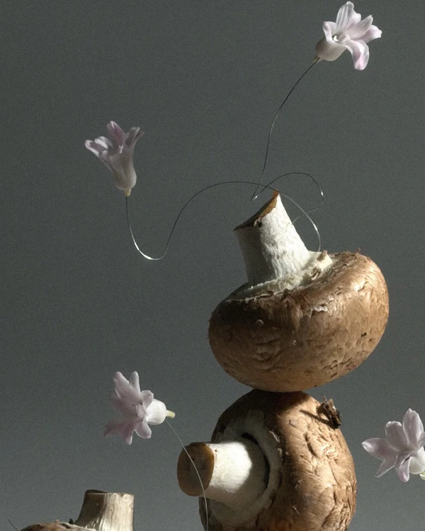 <a href="https://www.instagram.com/doom_of_bloom/p/DZFxWE7DDmH/?img_index=1">Doom of Bloom</a>