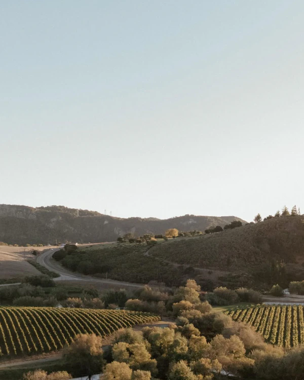10 Best Vineyard Wedding Venues in the US