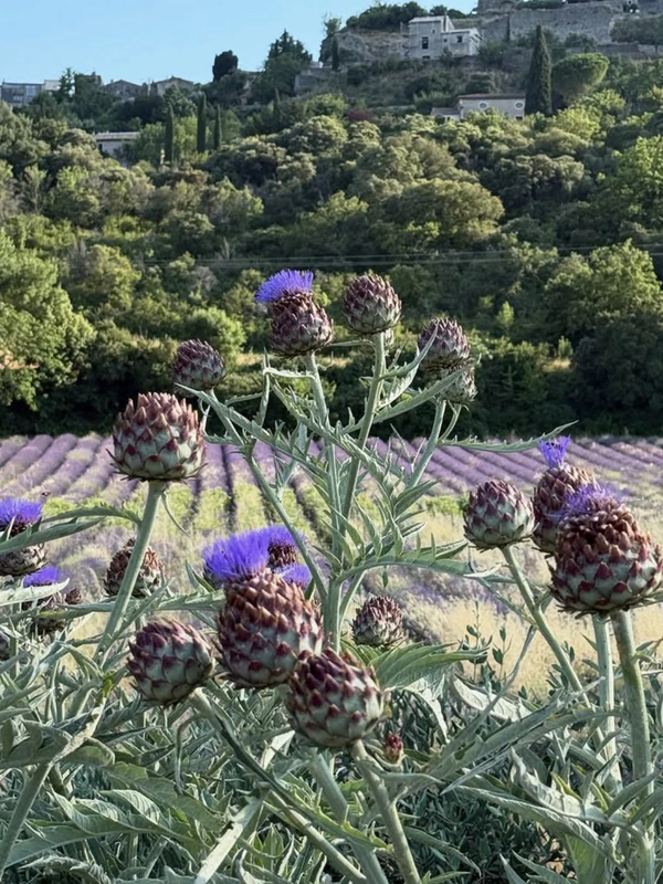 Photography: <a href="https://www.instagram.com/p/DLuaWUfNYts/">Provencal Life</a>