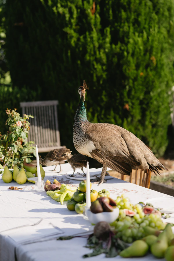 A Garden Romance