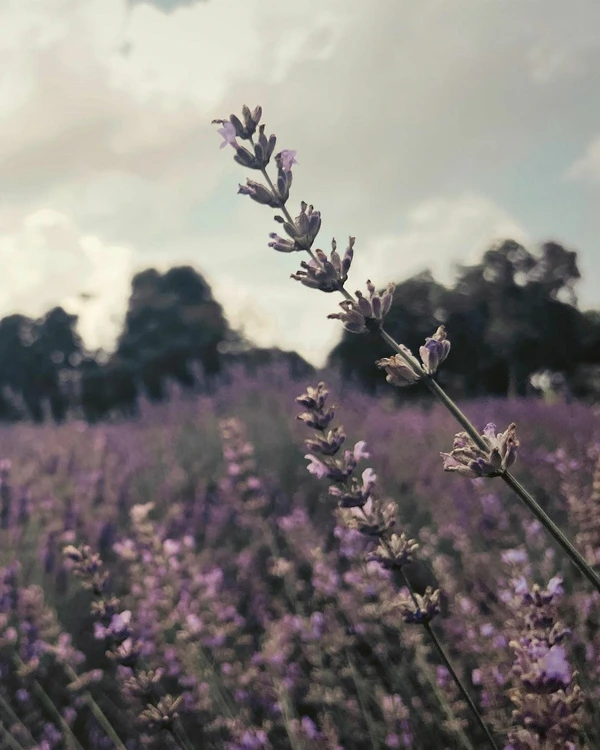 Romantic Things to Do on Long Island