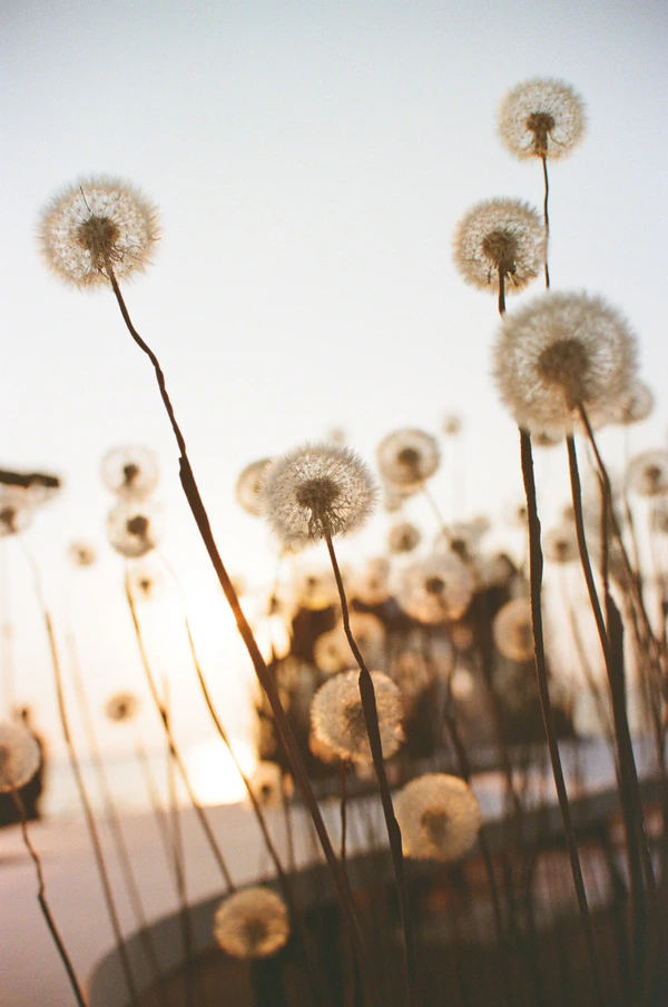 A Cinematic Beach Wedding in Vietnam with a Sunset Ceremony Framed by Dandelions