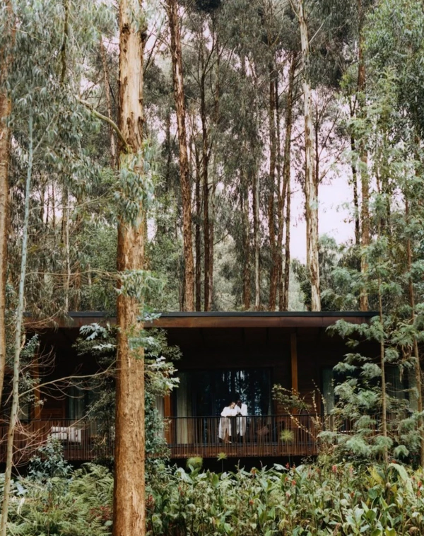 <a href="https://www.instagram.com/p/DMzxYWns-im/">One&Only Gorilla's Nest</a>