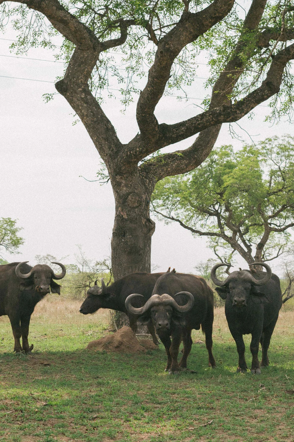 A Wildly Romantic Safari Wedding Weekend in the Heart of South Africa