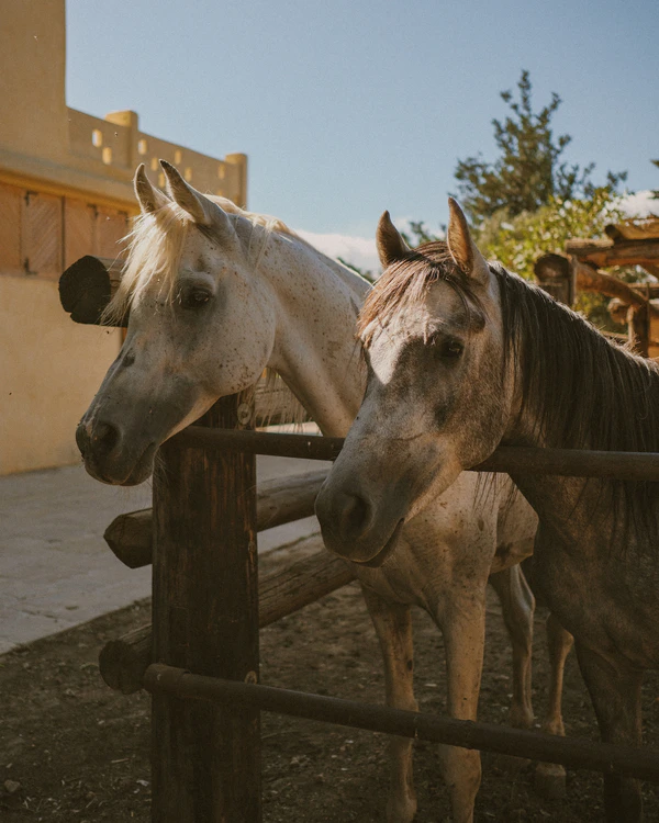 A Chic Sun-Drenched Wedding Amongst a Free-Range Farm Estate