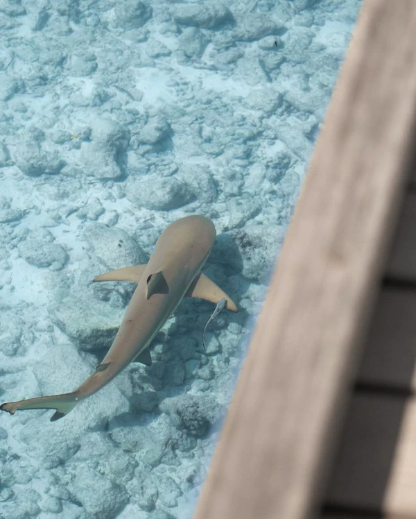 <a href="https://www.instagram.com/p/Dblge75nzVw/?hl=en">Six Senses Laamu</a>