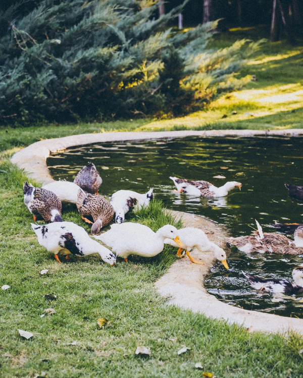 A Chic Sun-Drenched Wedding Amongst a Free-Range Farm Estate