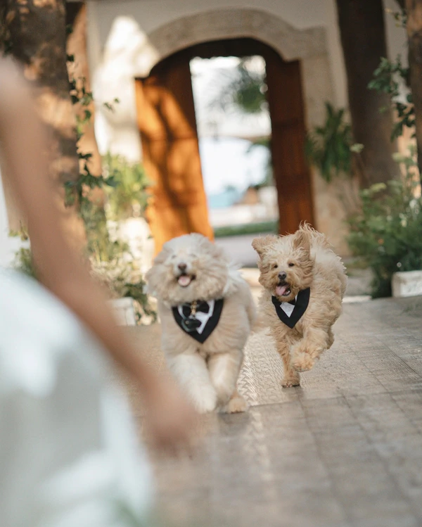 Alex Cooper & Matt Kaplan's Riviera Maya Wedding