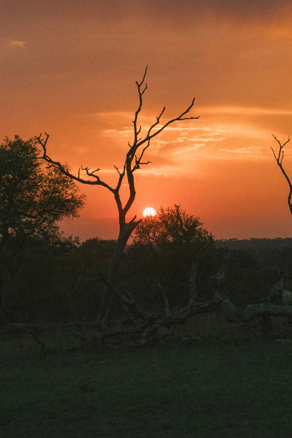 A Wildly Romantic Safari Wedding Weekend in the Heart of South Africa