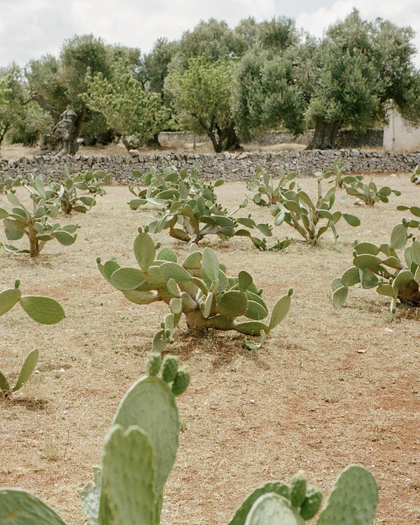 A Vivid Wedding Celebration in Puglia’s Idyllic Countryside