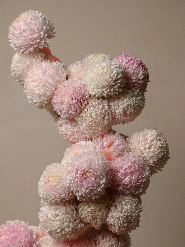 <a href="https://www.instagram.com/p/DXHlHleDFOT/?img_index=1"><span>Crochet Flowers</span></a>