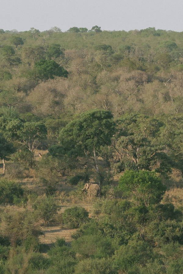 A Wildly Romantic Safari Wedding Weekend in the Heart of South Africa