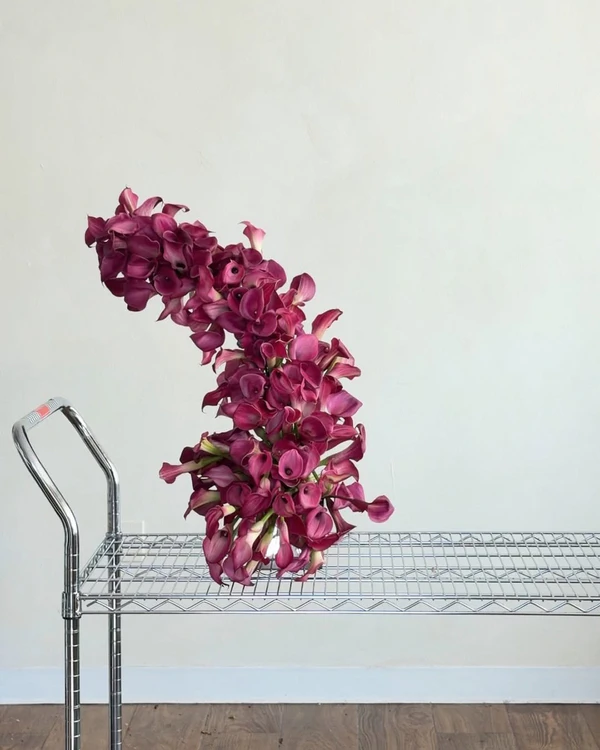 <a href="https://www.instagram.com/p/DajUw8-jN8w/?img_index=1">The Flowerslinger</a>