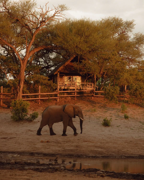 <a href="https://www.instagram.com/belmondsavuteelephantlodge/p/DLxHIW8gYJs/?hl=en" target="_blank">Belmond Savutee Elephant Lodge</a>
