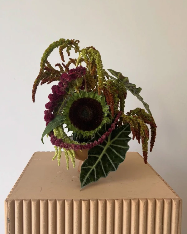 <a href="https://www.instagram.com/p/DJ-LYD5zc6k/">Frond</a>