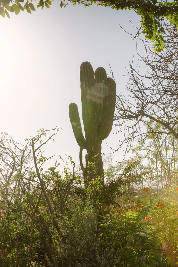 An Architect’s Party-Coded Desert Wedding in Los Cabos