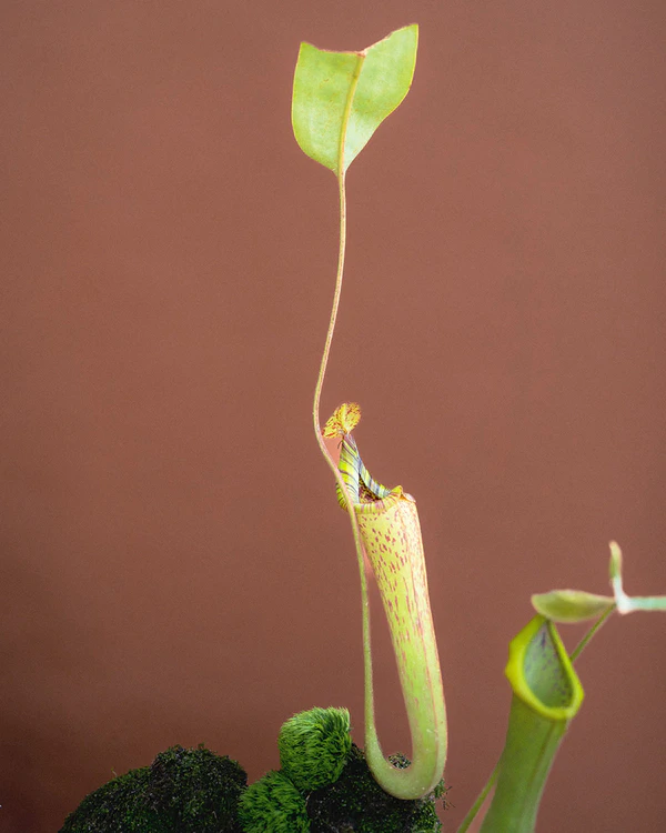 Botanical Romance